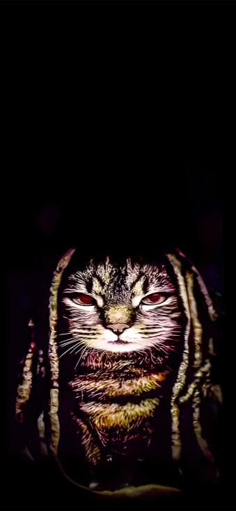 Memes Phone HD Wallpaper