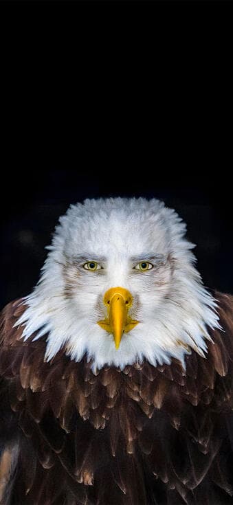 Meme wallpapers