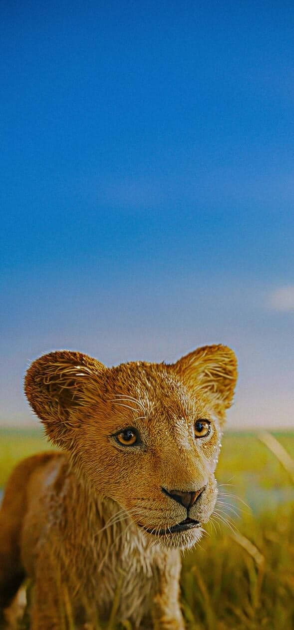 The Lion King Wallpapers HD